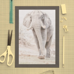 Papier Mousseline Photo majestueuse d'éléphant africain