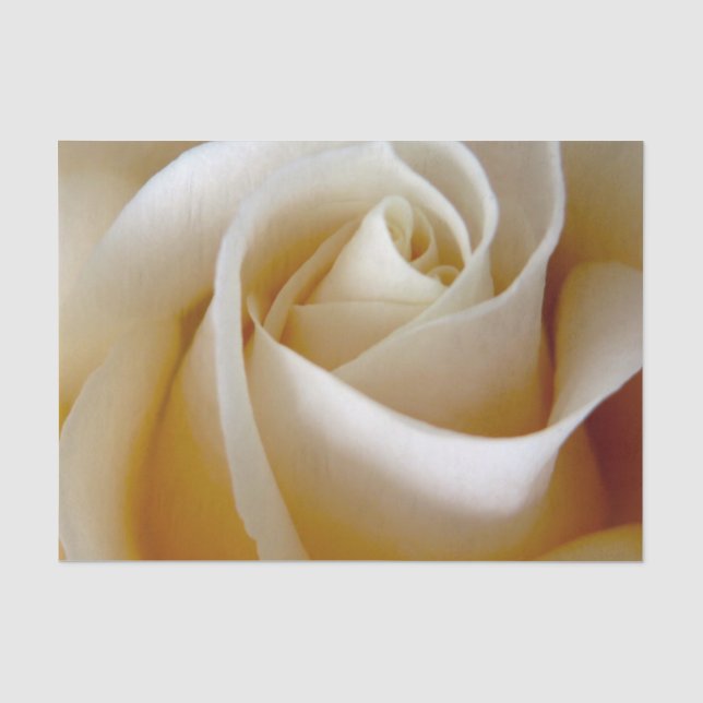 Papier Mousseline Photo rose de mariage de crème (Recto)