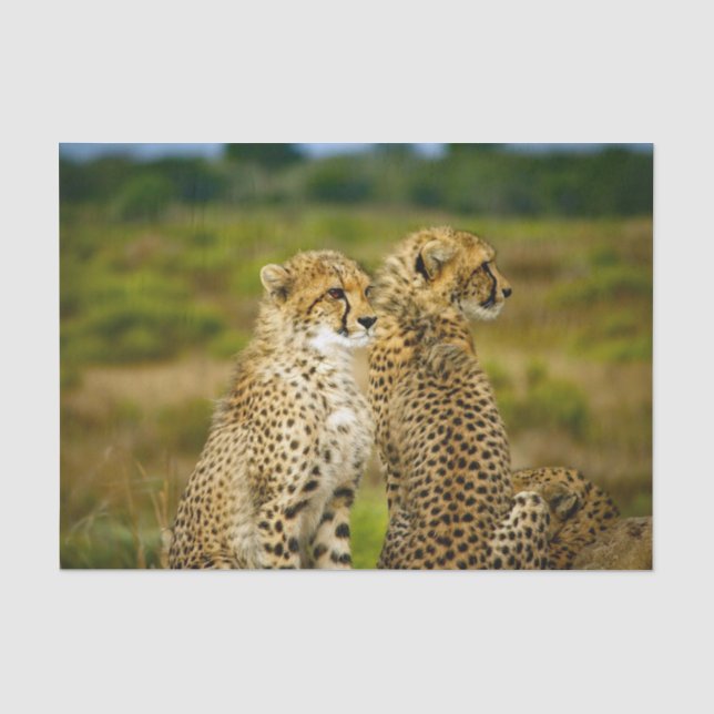 Papier Mousseline Photo Wildlife Cheetah (Recto)