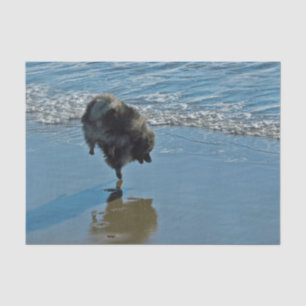 Papier Mousseline Photographie de ballet de Keeshond - art original