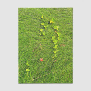 Papier Mousseline Photographie de lierre vert minimaliste dans l'her