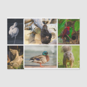 Papier Mousseline Photos d'animaux Flamant rose Gorilla Parrots Koal