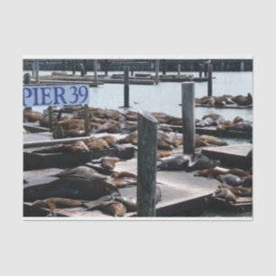 Papier Mousseline Pier 39 Sea Lions