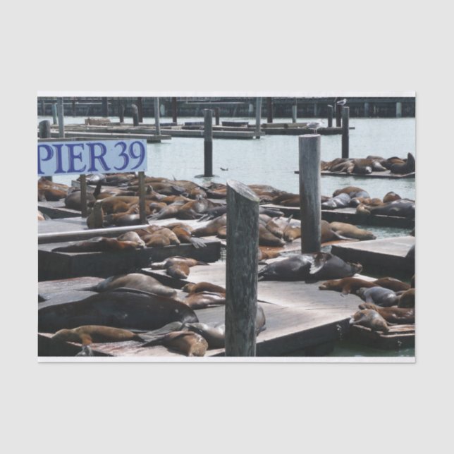Papier Mousseline Pier 39 Sea Lions (Recto)