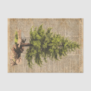 Papier Mousseline Pin, arbre de cèdre, art de dictionnaire d'arbre