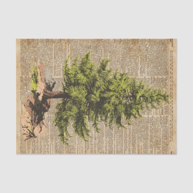 Papier Mousseline Pin, arbre de cèdre, art de dictionnaire d'arbre (Recto)