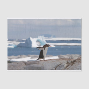 Papier Mousseline Pingouin devant une arche de glace