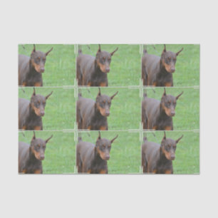 Papier Mousseline Pinscher de dobermann