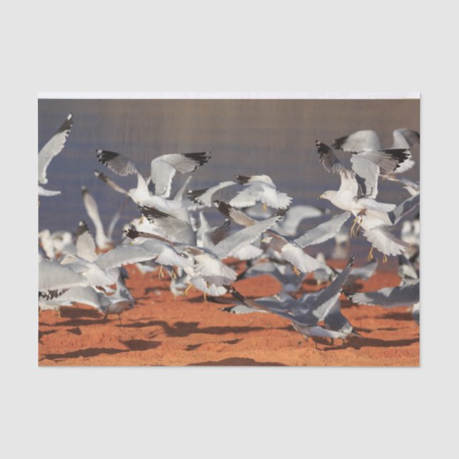 Papier Mousseline Plage de Seaguls (Recto)