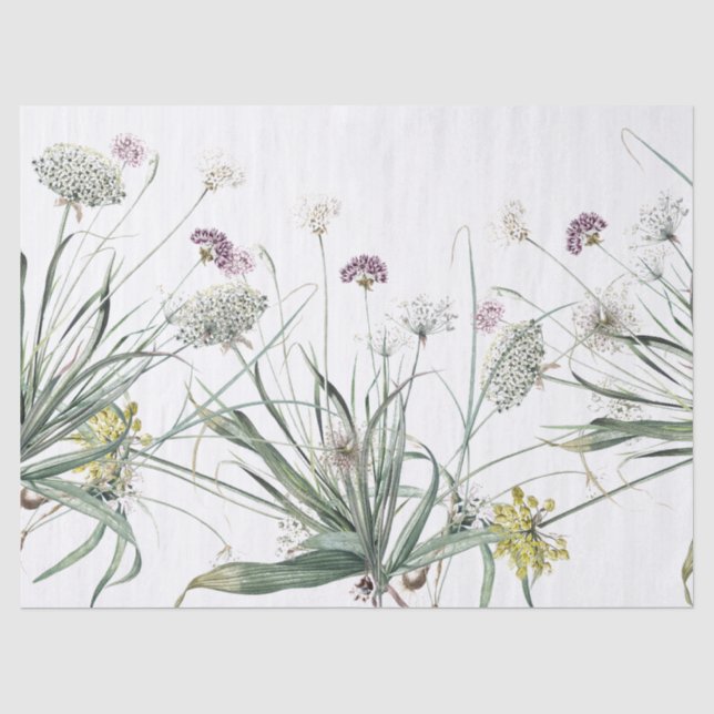 Papier Mousseline Plante d'ampoule d'ail botanique Allium Papier de  (Recto)