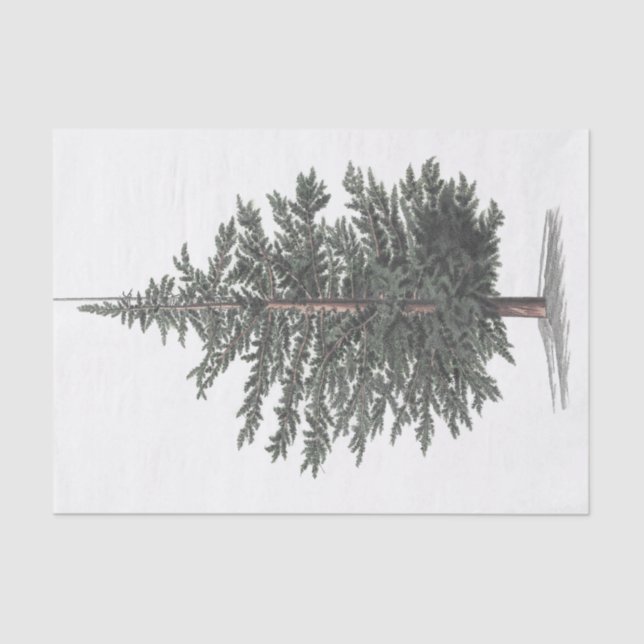 Papier Mousseline Plante de cèdre (Recto)