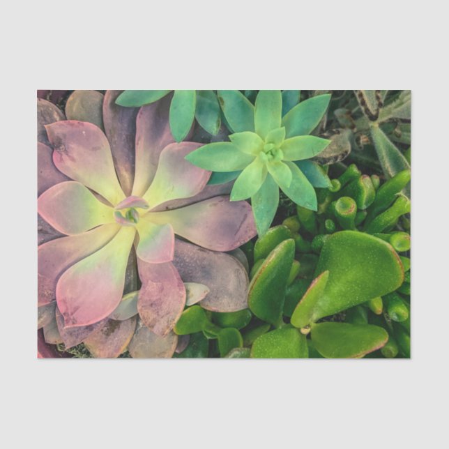 Papier Mousseline Plante Succulent violet, rose et vert Photo (Recto)