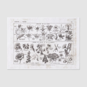 Papier Mousseline Plat français Print-No.22138-Flowers/Fle de