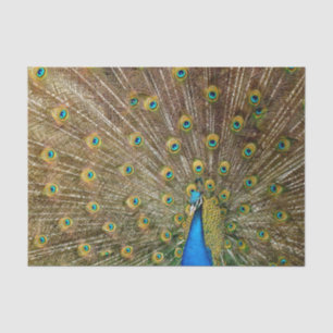Papier Mousseline Plumes de queue de paon