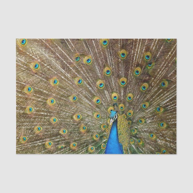 Papier Mousseline Plumes de queue de paon (Recto)