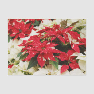 Papier Mousseline Poinsettias Floraux Rouges et Blancs Festifs