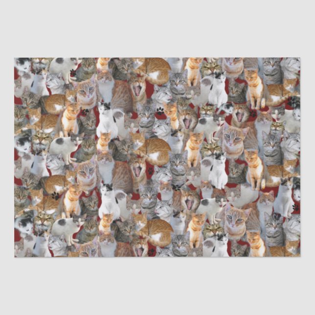 Papier Mousseline Point de rencontre des chats - mignon (Recto)