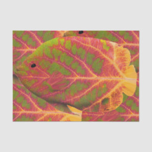 Papier Mousseline Poisson tropique feuille d'Aspen 1