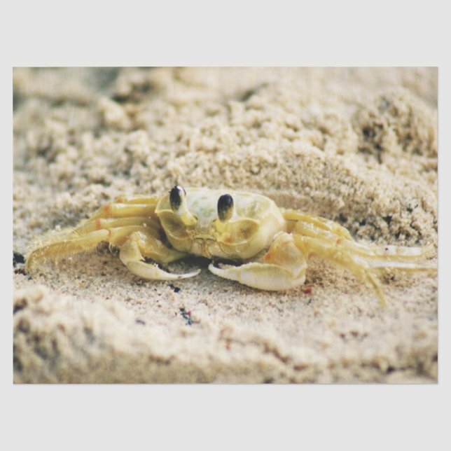 Papier Mousseline Poncez le crabe, Curaçao, îles des Caraïbes, photo (Recto)