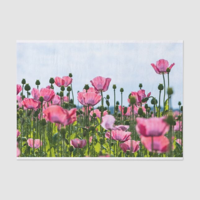 Papier Mousseline Poppies roses (Recto)