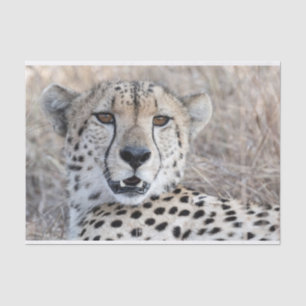Papier Mousseline Portrait de Cheetah