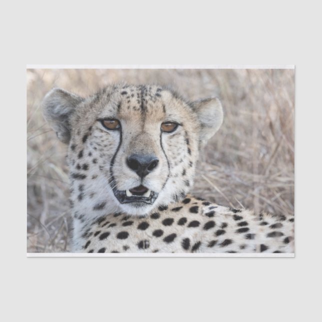 Papier Mousseline Portrait de Cheetah (Recto)