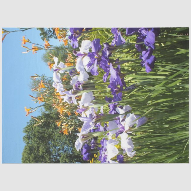 Papier Mousseline Poster de Lily et Iris Garden (Recto)