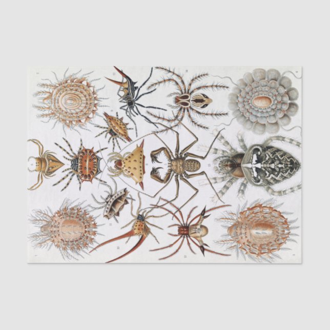 Papier Mousseline Poster d'Ernst Haeckel Arachnida (Recto)