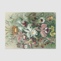 Poster vintage Haeckel Colorful Orchid Lithograph