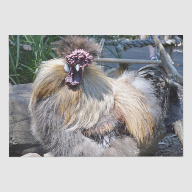 Papier Mousseline Poulet moche, Papier Tissu (Recto)