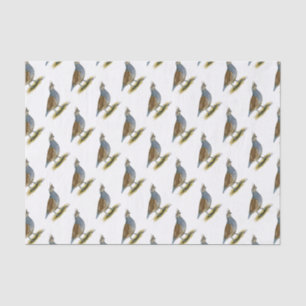 Papier Mousseline Quail à échelle