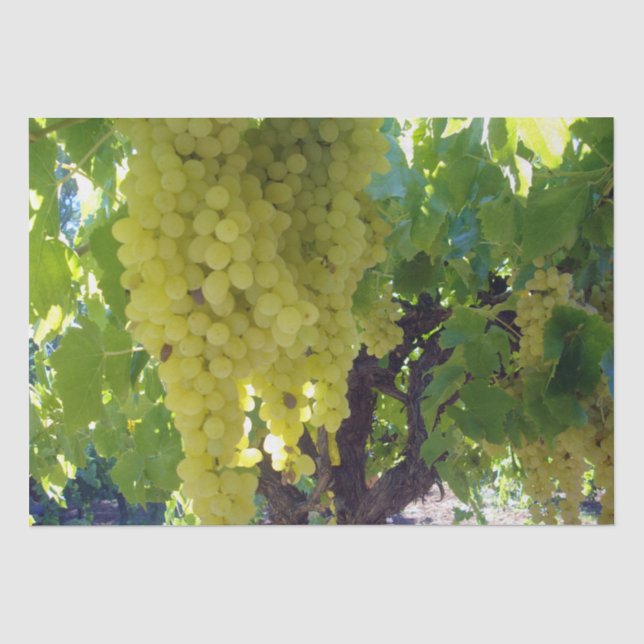 Papier Mousseline Raisins De Sultana Sur Une Vigne De Raisin, (Recto)