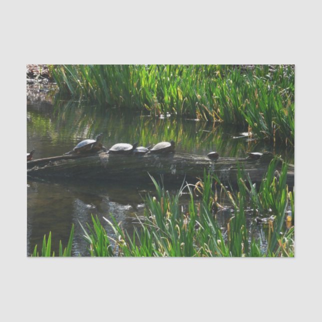 Papier Mousseline Rangée de tortues Green Nature Photo (Recto)
