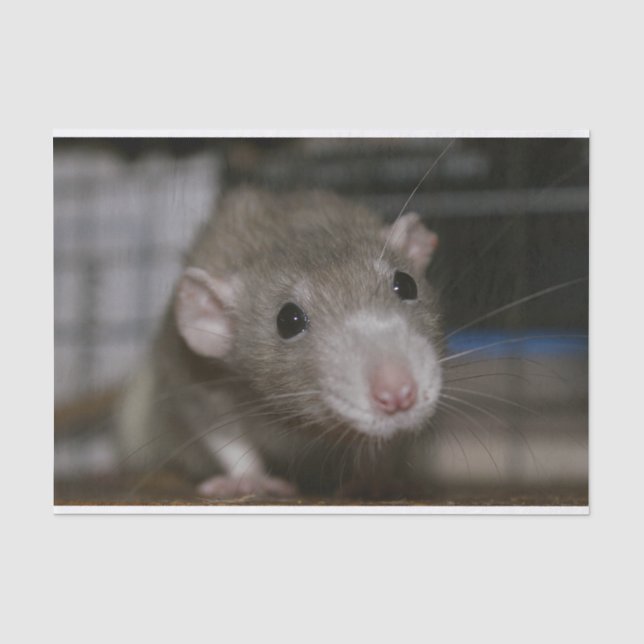 Papier Mousseline Rat curieux (Recto)
