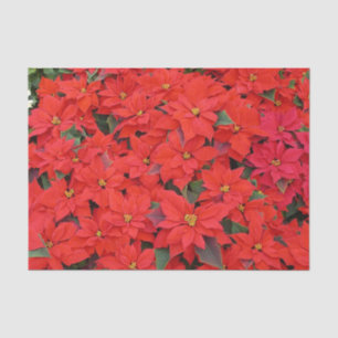 Papier Mousseline Red Poinsettias I Christmas Holiday Floral Photo
