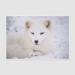 Papier Mousseline Renard blanc arctique vous observant
