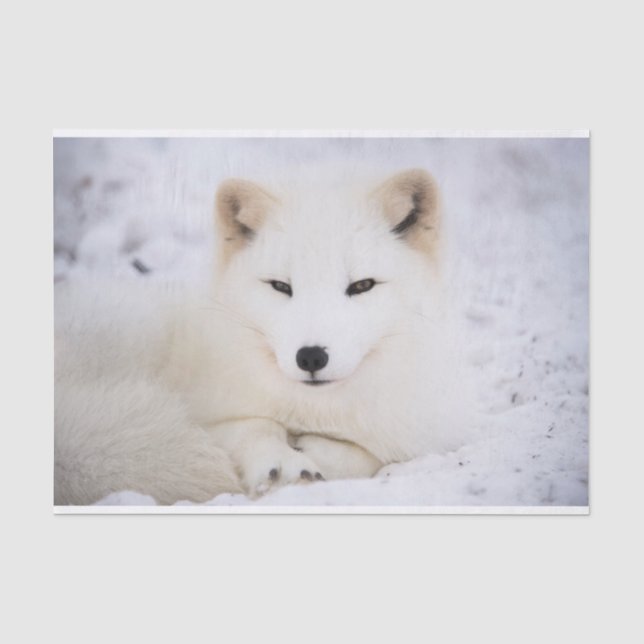 Papier Mousseline Renard blanc arctique vous observant (Recto)