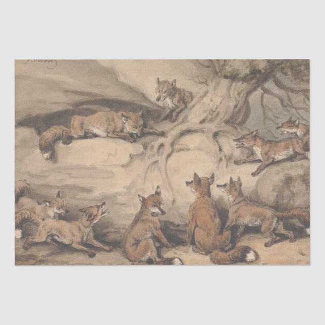 Papier Mousseline Renard gris (Canis Virginianus) (Recto)