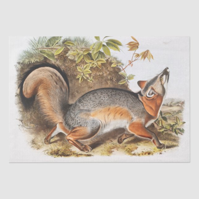 Papier Mousseline Renard gris (Canis Virginianus) (Recto)