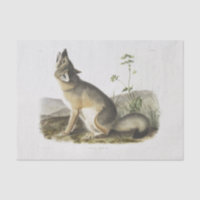 Renard rapide. Homme. (Vulpes velox) Découpage de