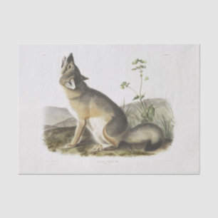 Papier Mousseline Renard rapide. Homme. (Vulpes velox) Découpage de