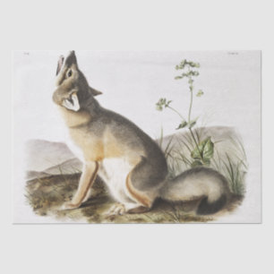 Papier Mousseline Renard rapide (Vulpes velox) du quadr vivipare