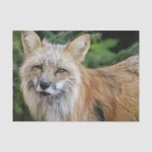 Renard sauvage
