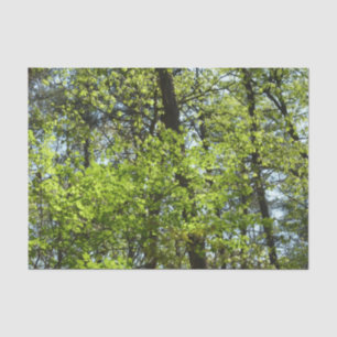 Papier Mousseline Ressource Feuille
