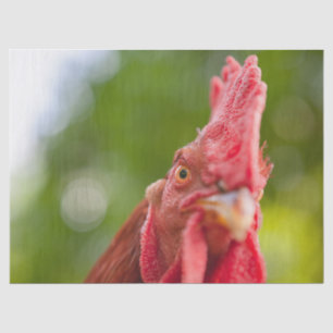 Papier Mousseline Rhode Island Red Rooster
