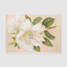 Rhododendrum Sesterianum, Découpage