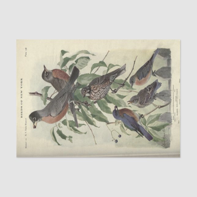 Papier Mousseline Robbin de découpage de l'Ephémère d'oiseaux (Recto)