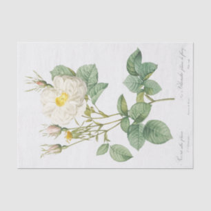 Papier Mousseline Rosa alba foliacea
