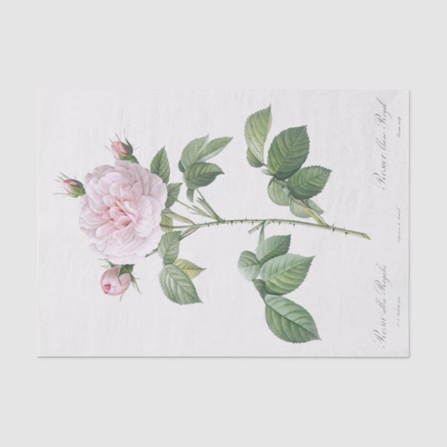 Papier Mousseline Rosa alba regalis (Recto)