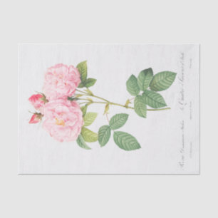 Papier Mousseline Rosa damascena Italica